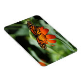 Monarch Butterfly Premium Magnet Magneet (Rechterzijde)