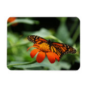 Monarch Butterfly Premium Magnet Magneet (Horizontaal)