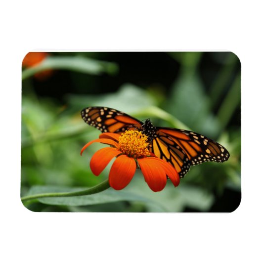 Monarch Butterfly Premium Magnet Magneet (Horizontaal)