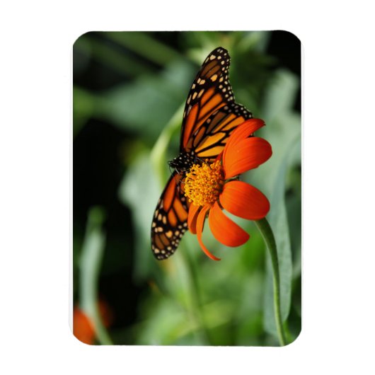Monarch Butterfly Premium Magnet Magneet (Verticaal)
