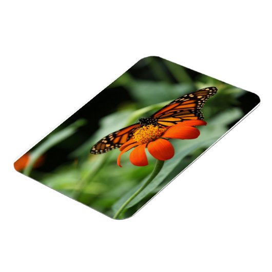 Monarch Butterfly Premium Magnet Magneet (Linkerzijde)