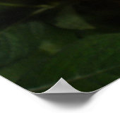 Monarch Butterfly Print (Hoek)