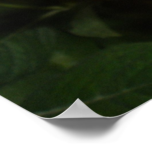 Monarch Butterfly Print (Hoek)