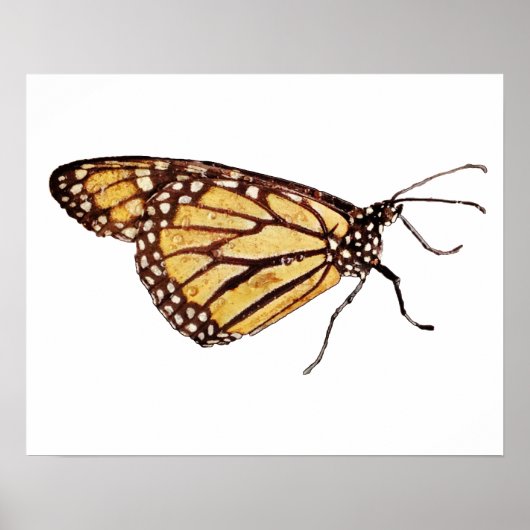 Monarch Butterfly Print (Voorkant)