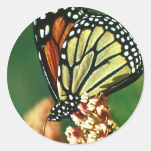 Monarch Butterfly Ronde Sticker
