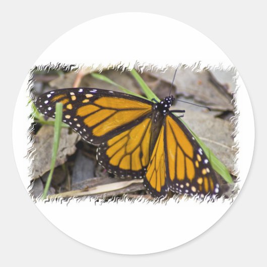 Monarch Butterfly Ronde Sticker (Voorkant)