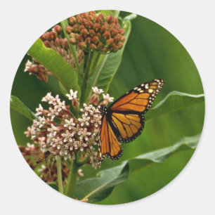 Monarch Butterfly Ronde Sticker