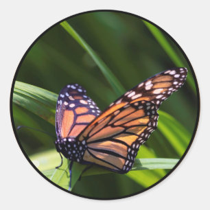 Monarch Butterfly Ronde Sticker