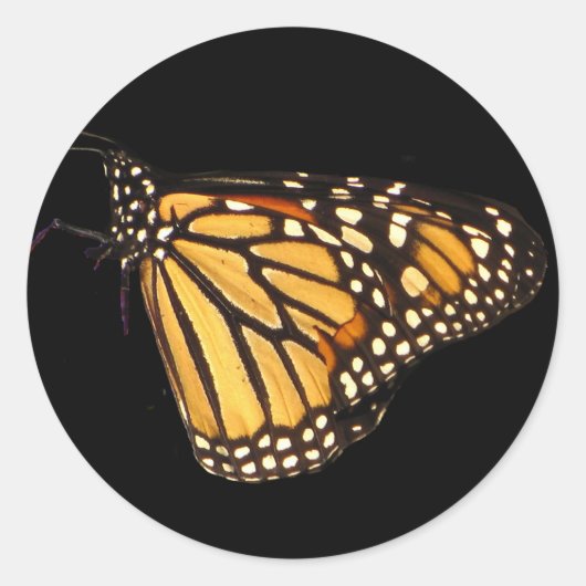 Monarch Butterfly Ronde Sticker (Voorkant)