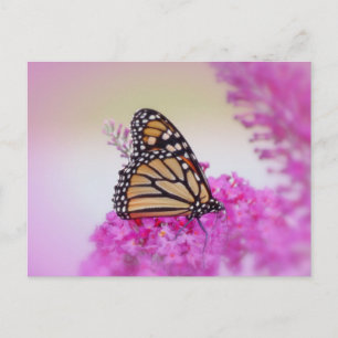 Monarch Butterfly september Briefkaart