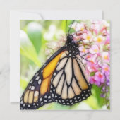 Monarch Butterfly Sipping Nectar Kaart (Achterkant)