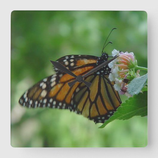 monarch Butterfly Square Wall klok (Voorkant)