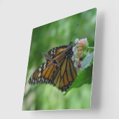  monarch Butterfly Square Wall klok (Hoek)