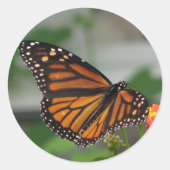 Monarch Butterfly Sticker (Voorkant)