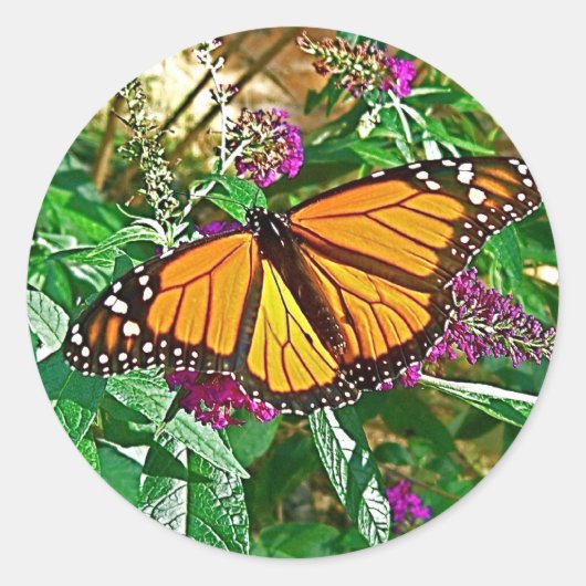 Monarch Butterfly Sticker (Voorkant)