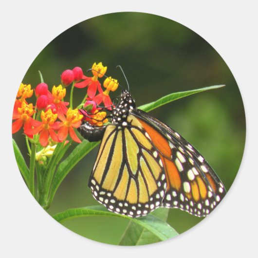 Monarch Butterfly Sticker (Voorkant)