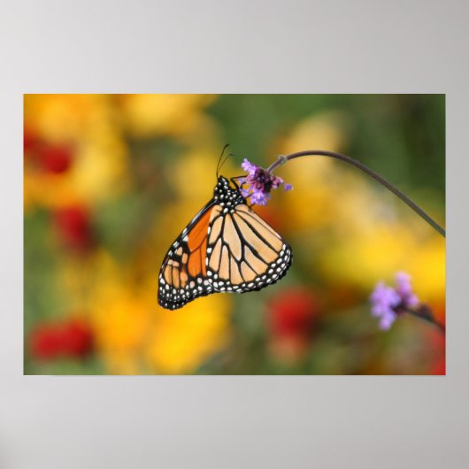 Monarch Butterfly Stoffen voor stuifmeel Poster (Voorkant)