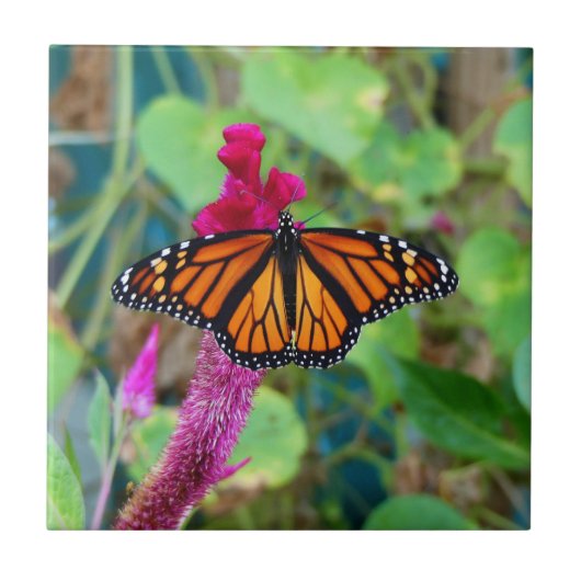 Monarch Butterfly Tegeltje (Voorkant)