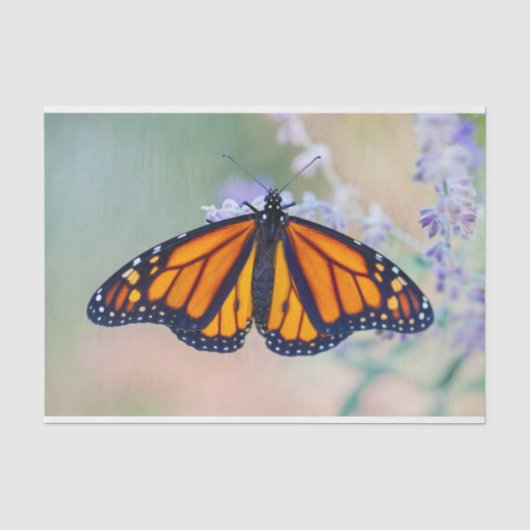 Monarch Butterfly Tissuepapier (Voorkant)