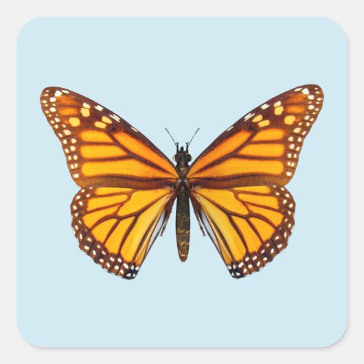 Monarch Butterfly Vierkante Sticker (Voorkant)