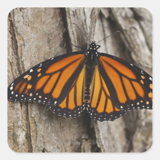 Monarch Butterfly Vierkante Sticker (Voorkant)