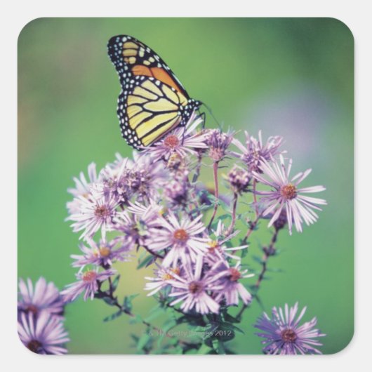 Monarch Butterfly Vierkante Sticker (Voorkant)