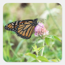 Monarch Butterfly Vierkante Sticker