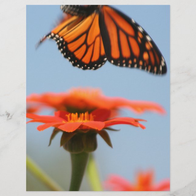Monarch Butterfly vliegt (Voorkant)