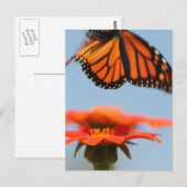 Monarch Butterfly vliegt Briefkaart (Voorkant / Achterkant)
