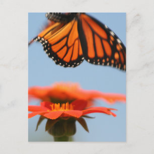 Monarch Butterfly vliegt Briefkaart