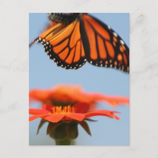 Monarch Butterfly vliegt Briefkaart (Voorkant)