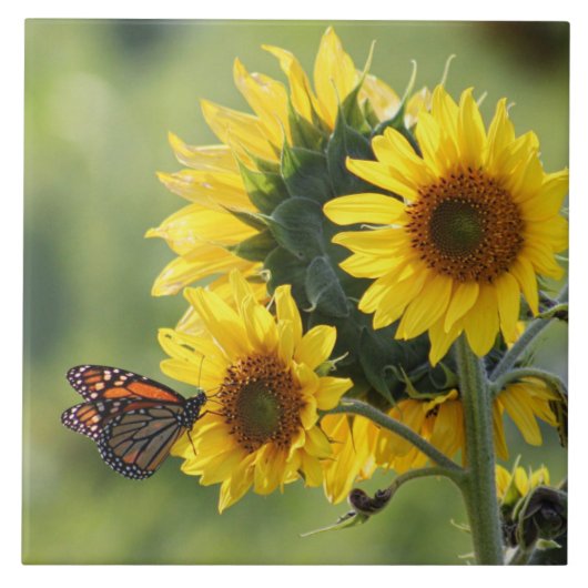 Monarch Butterfly Yellow Sunflower Tile Tegeltje (Voorkant)