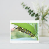 Monarch Caterpillar Close-up Foto Briefkaart (Staand voorkant)