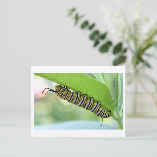 Monarch Caterpillar Close-up Foto Briefkaart (Staand voorkant)
