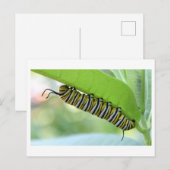 Monarch Caterpillar Close-up Foto Briefkaart (Voorkant / Achterkant)
