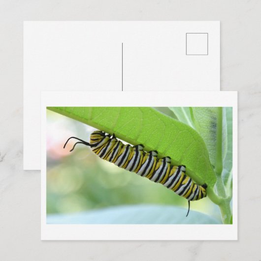 Monarch Caterpillar Close-up Foto Briefkaart (Voorkant / Achterkant)