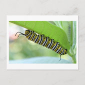 Monarch Caterpillar Close-up Foto Briefkaart (Voorkant)