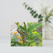 Monarch Caterstone Briefkaart (Staand voorkant)