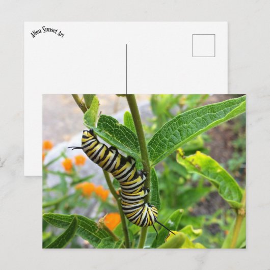 Monarch Caterstone Briefkaart (Voorkant / Achterkant)