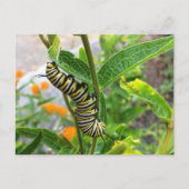 Monarch Caterstone Briefkaart (Voorkant)