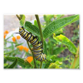 Monarch Caterstone Foto Afdruk (Voorkant)
