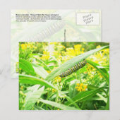 Monarch Caterstyle (Danaus plexippus) Briefkaart (Voorkant / Achterkant)