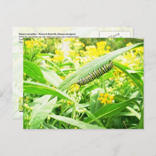 Monarch Caterstyle (Danaus plexippus) Briefkaart (Voorkant / Achterkant)