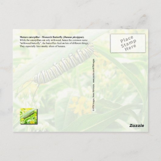 Monarch Caterstyle (Danaus plexippus) Briefkaart (Achterkant)