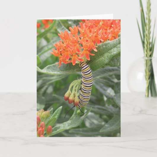 Monarch Catterpillar op het Onkruid van de Vlinder Kaart (Voorkant)