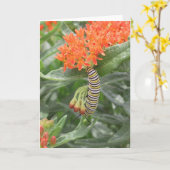 Monarch Catterpillar op het Onkruid van de Vlinder Kaart (Gele Bloem)