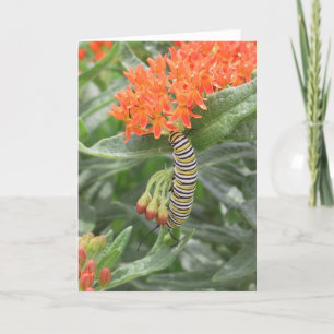 Monarch Catterpillar op het Onkruid van de Vlinder Kaart