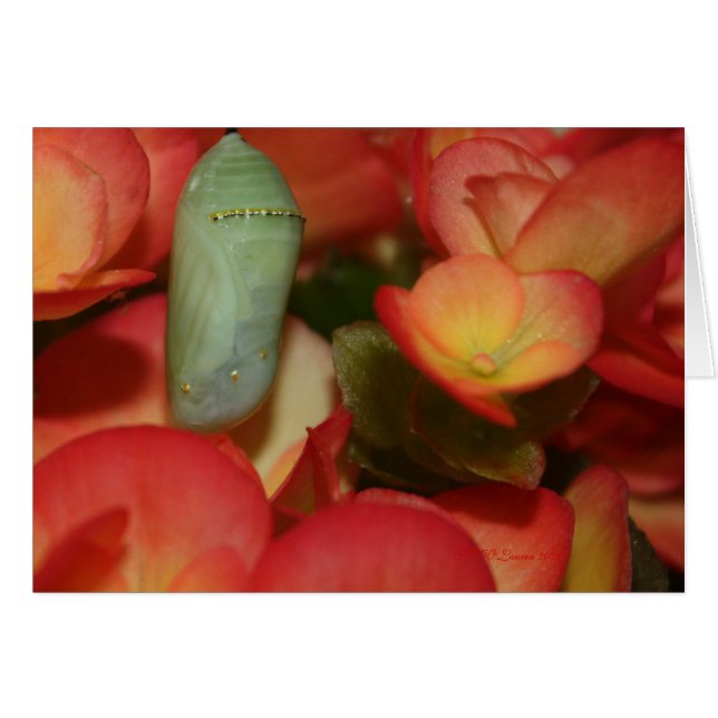 Monarch Chrysalis (Voorkant Horizontaal)