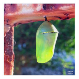 Monarch Chrysalis 2018 - Acrylprint Acryl Muurkunst