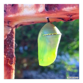 Monarch Chrysalis 2018 - Fotoprint Foto Afdruk